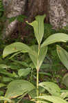 Green false hellebore